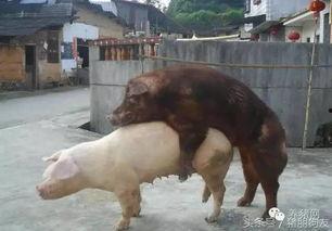 母猪配种视频播放,从视频中学到的关键技巧