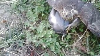 鹞子出猎视频,空中猎手的捕猎瞬间