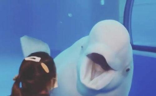 白鲸搞笑视频,海洋界的喜剧之王