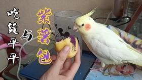 鹦鹉鸟叫声视频,解锁鸟语世界的奇妙旋律