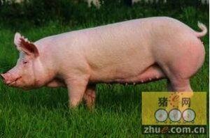 母猪助产视频教程,新手必看助产技巧全解析