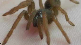 纸狼蛛视频,揭秘神秘生物的生存智慧