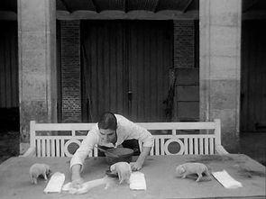 猪交配视频高清